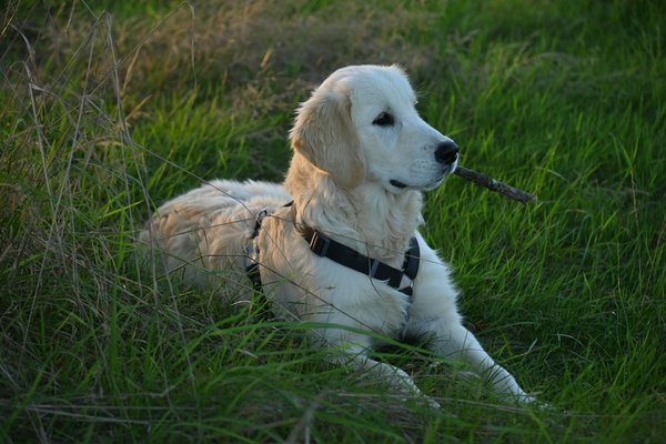 Boosting Bird Diversity: The Impact of Urban Greening Initiatives in UK City Centers
